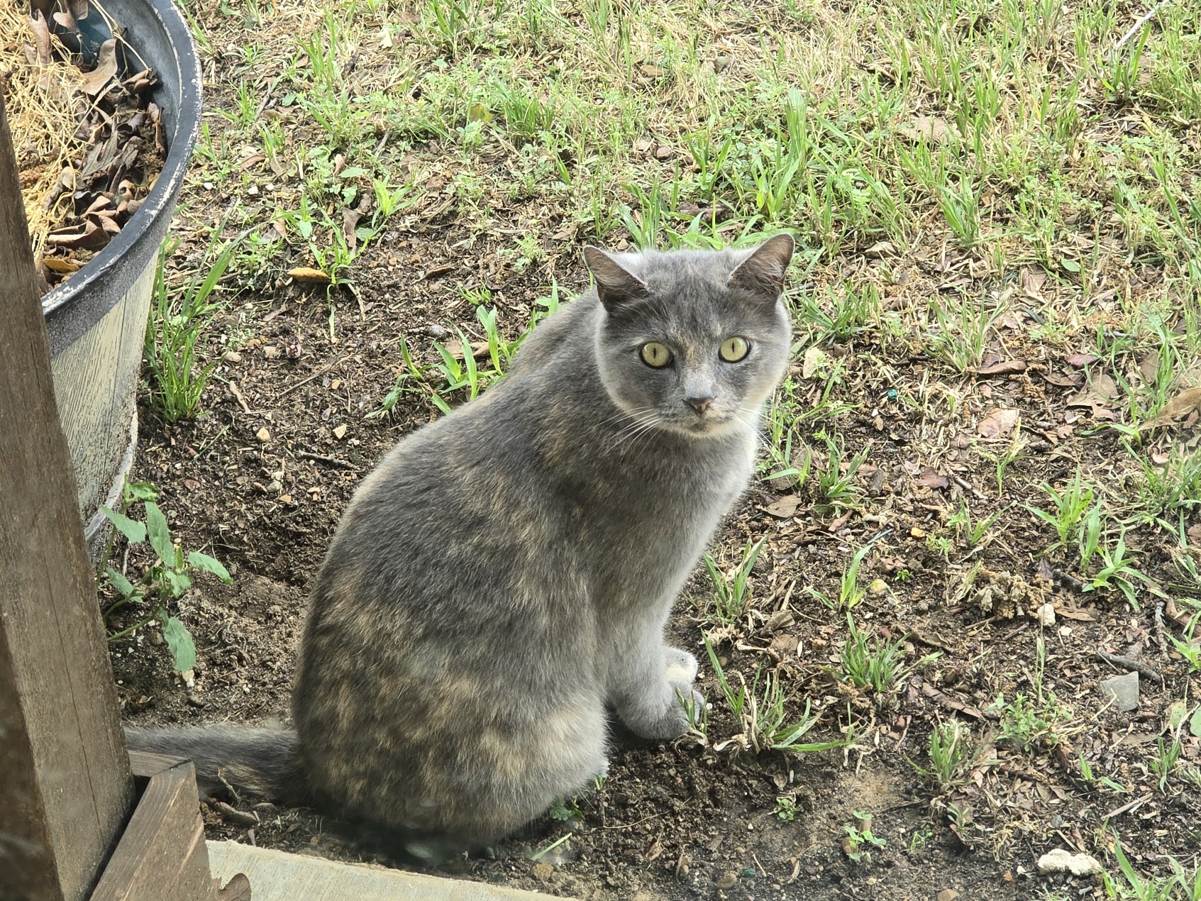 Houdini Oklahoma Grey Calico